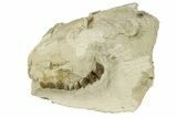 Fossil Oreodont (Leptauchenia) Partial Skull - South Dakota #269894-2
